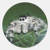 Metafid Jumping Spider Ronde Sticker (Voorkant)