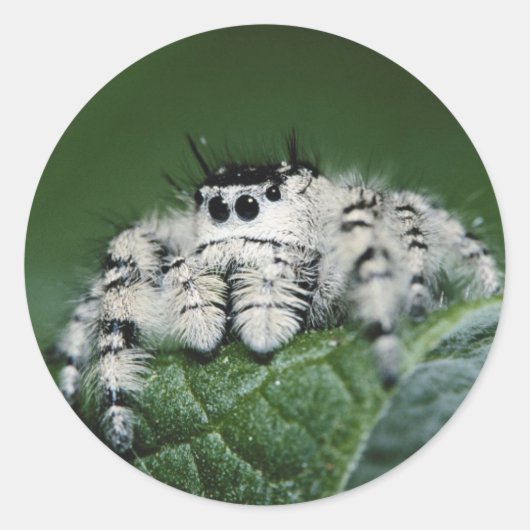 Metafid Jumping Spider Ronde Sticker (Voorkant)