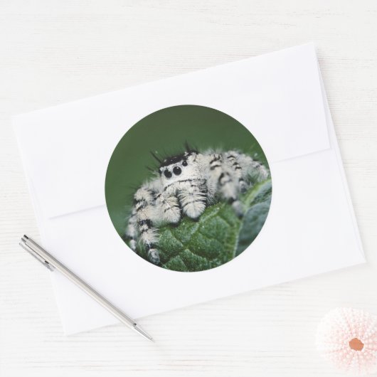 Metafid Jumping Spider Ronde Sticker (Envelop)