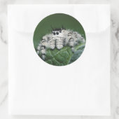 Metafid Jumping Spider Ronde Sticker (Tas)