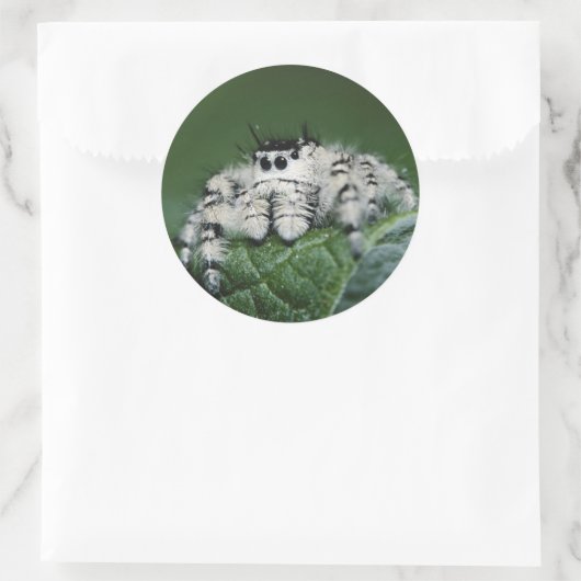 Metafid Jumping Spider Ronde Sticker (Tas)