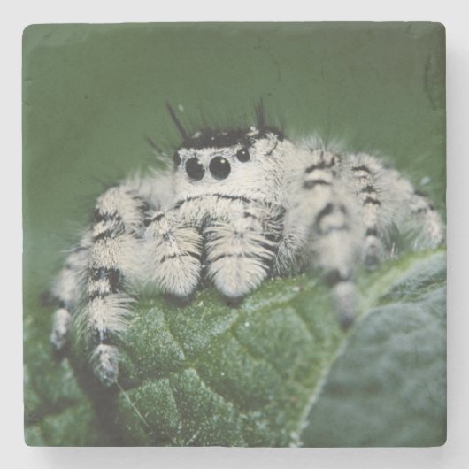 Metafid Jumping Spider Stenen Onderzetter (Voorkant)