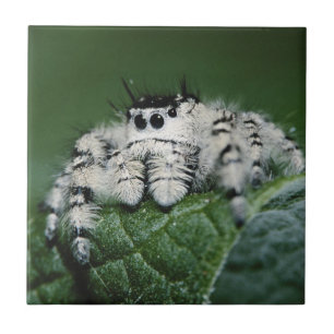 Metafid Jumping Spider Tegeltje