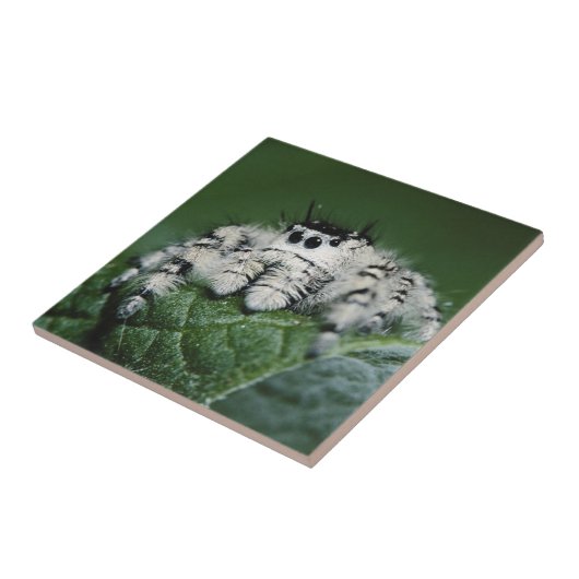 Metafid Jumping Spider Tegeltje (Zijkant)