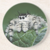 Metafid Jumping Spider Zandsteen Onderzetter (Voorkant)