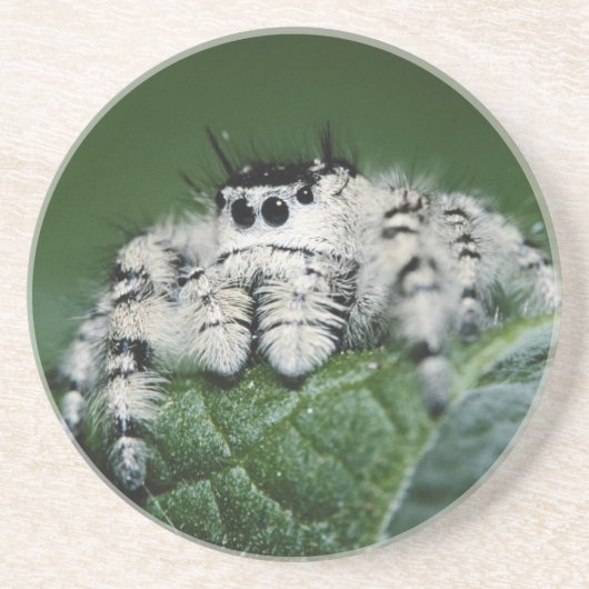 Metafid Jumping Spider Zandsteen Onderzetter (Voorkant)