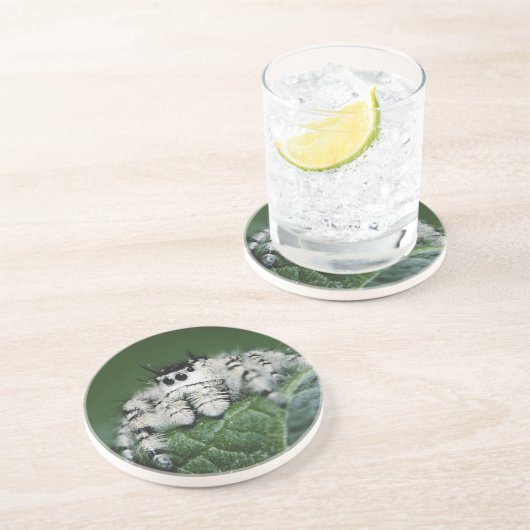 Metafid Jumping Spider Zandsteen Onderzetter (Zijkant)