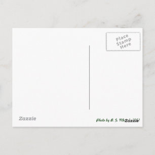 Metal Dragonfly Briefkaart