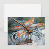 Metalen Libel Boven Water Briefkaart (Voorkant / Achterkant)