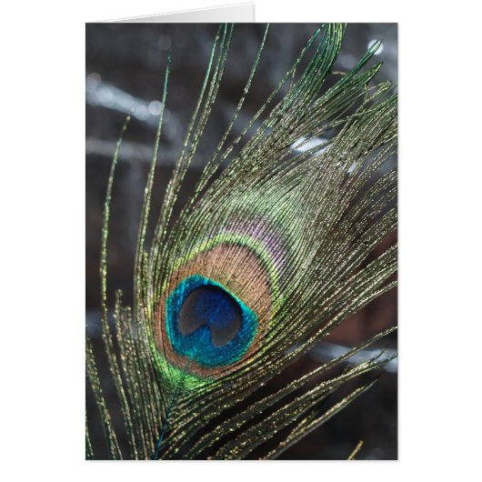 Metalic Peacock Feather (Voorkant)