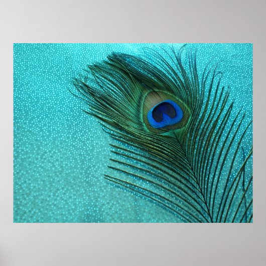 Metallic Aqua Blue Peacock Feather Poster (Voorkant)