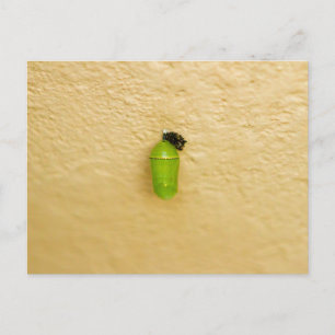 Metamorfose begint monarchvlinder briefkaart