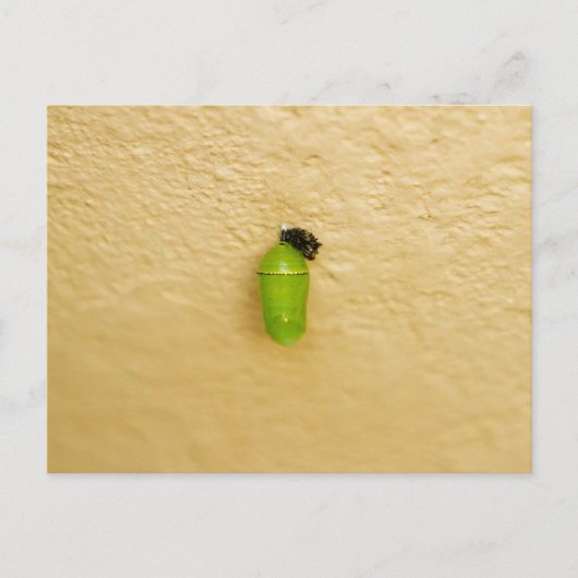 Metamorfose begint monarchvlinder briefkaart (Voorkant)