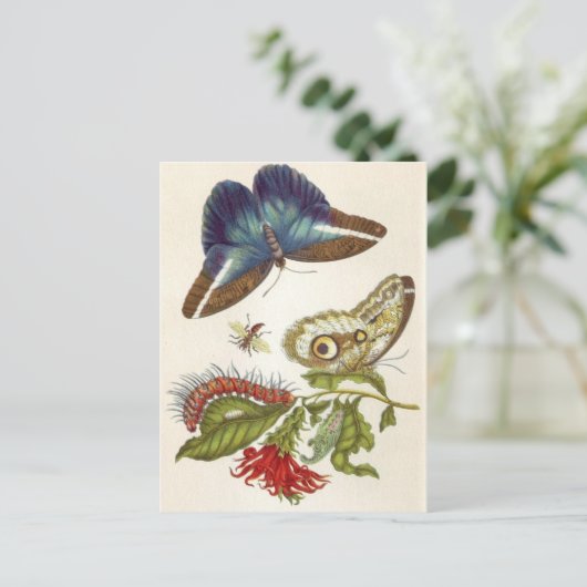 Metamorfose in de sector Surinamensium Briefkaart (Staand voorkant)