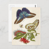 Metamorfose in de sector Surinamensium Briefkaart (Voorkant / Achterkant)