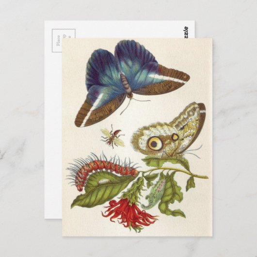 Metamorfose in de sector Surinamensium Briefkaart (Voorkant / Achterkant)