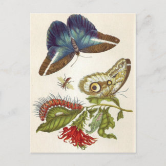 Metamorfose in de sector Surinamensium Briefkaart