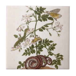 Metamorfose in de sector Surinamensium Tegeltje