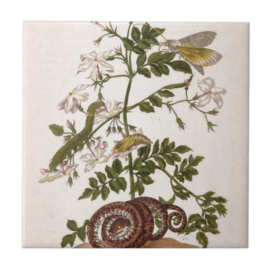 Metamorfose in de sector Surinamensium Tegeltje (Voorkant)