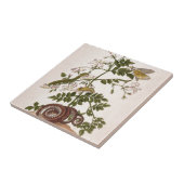 Metamorfose in de sector Surinamensium Tegeltje (Zijkant)