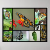 Metamorfose Poster (Voorkant)