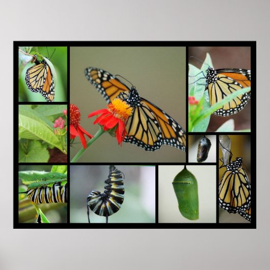 Metamorfose Poster (Voorkant)