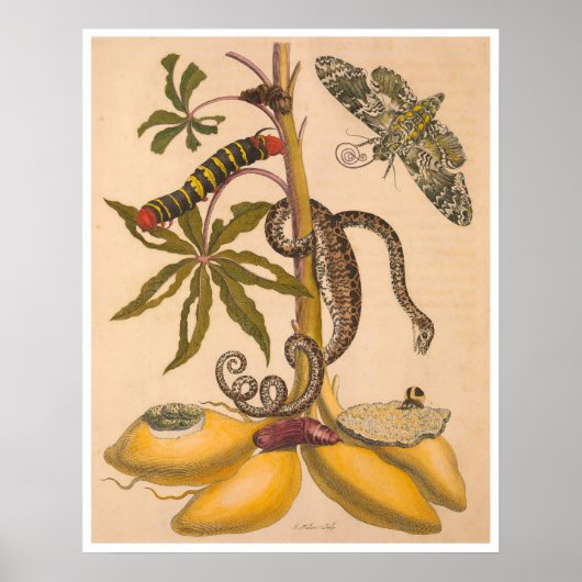 Metamorphosis insectorum Surinamensium Print (Voorkant)