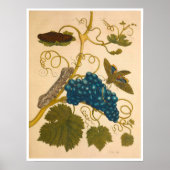 Metamorphosis insectorum Surinamensium Print (Voorkant)