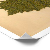 Metamorphosis insectorum Surinamensium Print (Hoek)