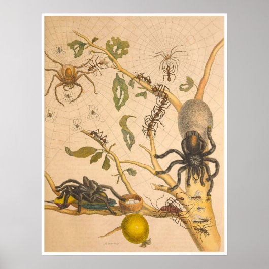 Metamorphosis insectorum Surinamensium Print (Voorkant)