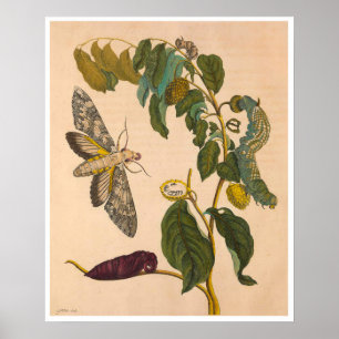 Metamorphosis insectorum Surinamensium Print