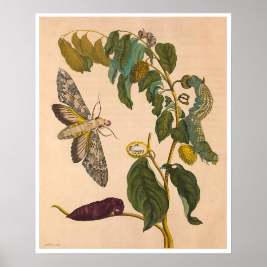 Metamorphosis insectorum Surinamensium Print (Voorkant)