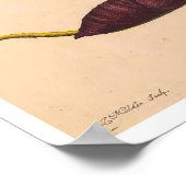 Metamorphosis insectorum Surinamensium Print (Hoek)