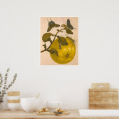 Metamorphosis insectorum Surinamensium Print (Keuken)