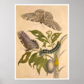 Metamorphosis insectorum Surinamensium Print (Voorkant)