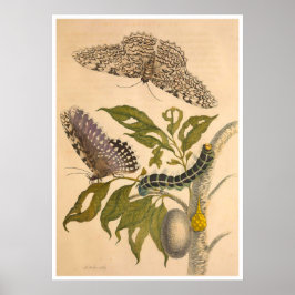 Metamorphosis insectorum Surinamensium Print