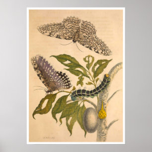 Metamorphosis insectorum Surinamensium Print