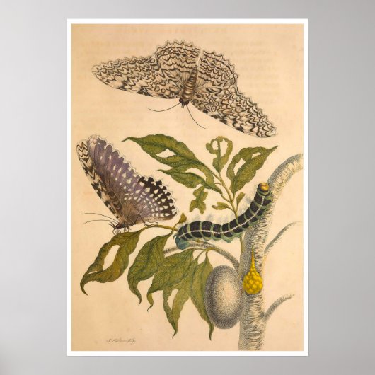 Metamorphosis insectorum Surinamensium Print (Voorkant)