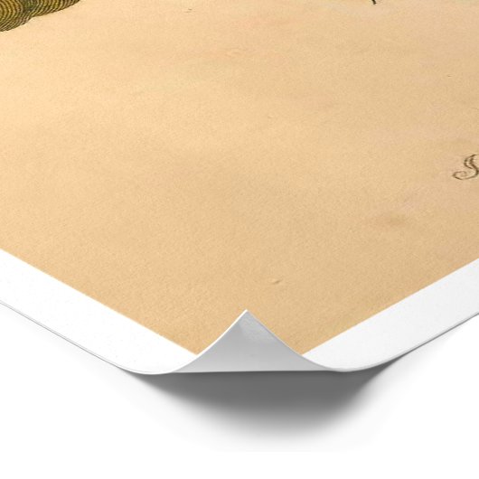 Metamorphosis insectorum Surinamensium Print (Hoek)