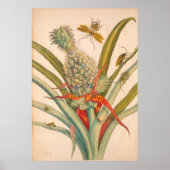 Metamorphosis insectorum Surinamensium Print (Voorkant)