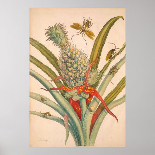 Metamorphosis insectorum Surinamensium Print (Voorkant)