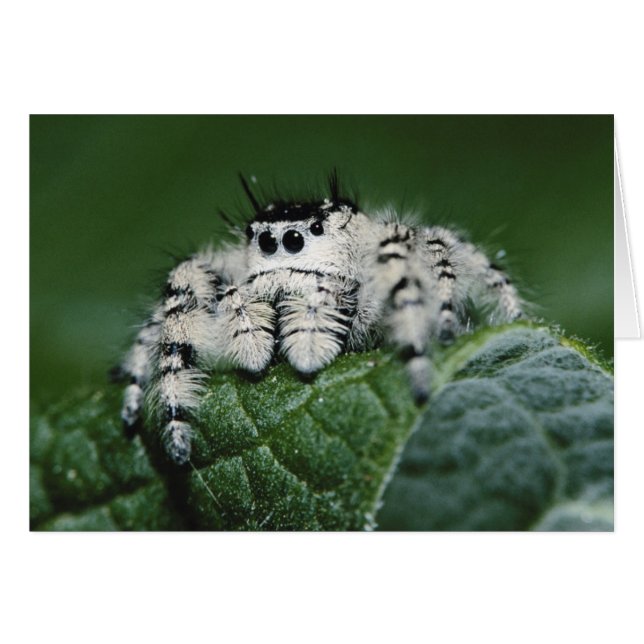 Metaphid Springspin (Voorkant Horizontaal)