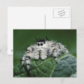 Metaphid Springspin Briefkaart (Voorkant / Achterkant)