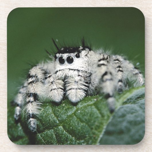 Metaphid Springspin Drankjes Onderzetter (Voorkant)