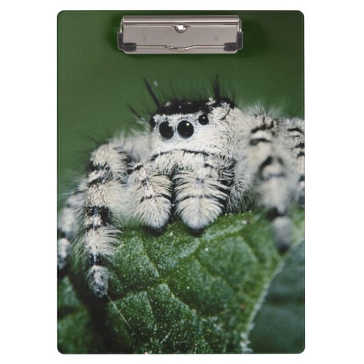 Metaphid Springspin Klembord (Voorkant)