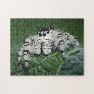 Metaphid Springspin Legpuzzel