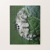 Metaphid Springspin Legpuzzel (Verticaal)