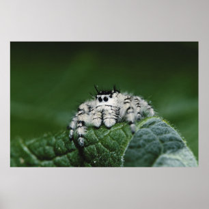 Metaphid Springspin Poster