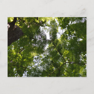 Metasequoia - Dawn Redwood boom Briefkaart