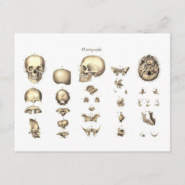 Methodische anatomie van de schedel briefkaart
